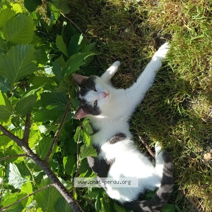 Photo 1/1 Wally Chat perdu à Bas Et Lezat