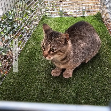 Photo 1/2 Chat trouvé Trouvé à Arcachon