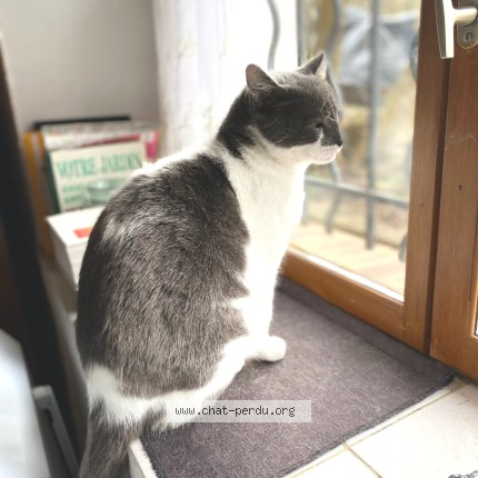 Photo de chat perdu à Voves