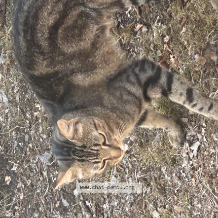 Photo 1/1 Chat trouvé Trouvé à Beaulieu