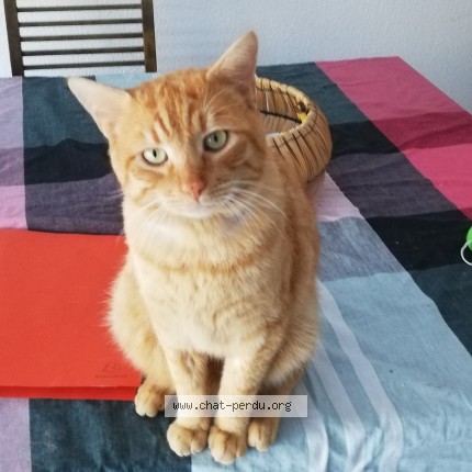 Photo de chat perdu à Merignac