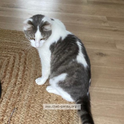 Photo de chat perdu à Bordeaux