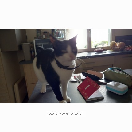 Photo 1/1 Chat retrouvé Perdu à Guichen