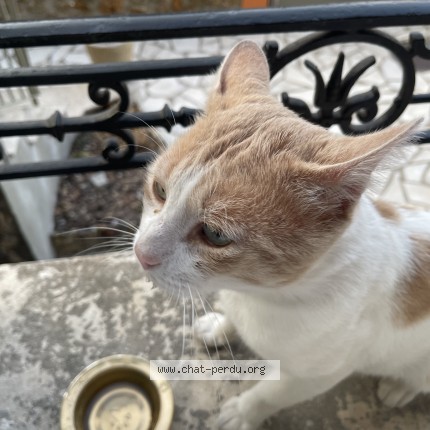 Photo 2/2 Chat trouvé Trouvé à Juvisy Sur Orge
