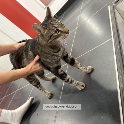 Photo 1/1 Chat trouvé Trouvé à Bordeaux