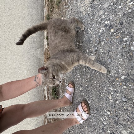 Photo 1/1 Chat trouvé Trouvé à Dax