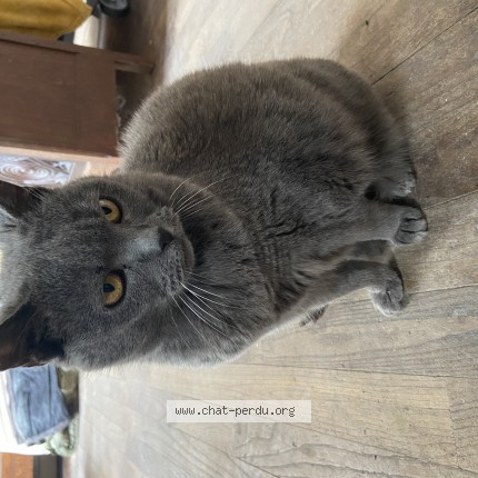 Photo 1/1 Minette Chat perdu à Saint Malo