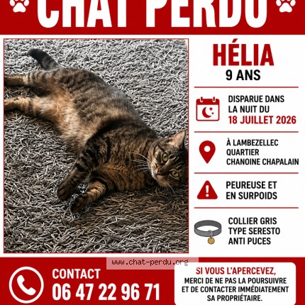 Photo 1/1 Chat retrouvé Perdu à Brest