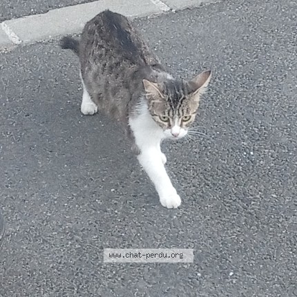Photo 1/1 Chat trouvé Trouvé à La Ville Du Bois
