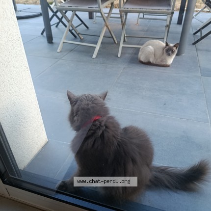 Photo 1/1 Chat trouvé Trouvé à Bouguenais
