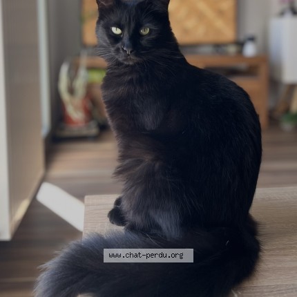 Photo de chat perdu à Tourcoing
