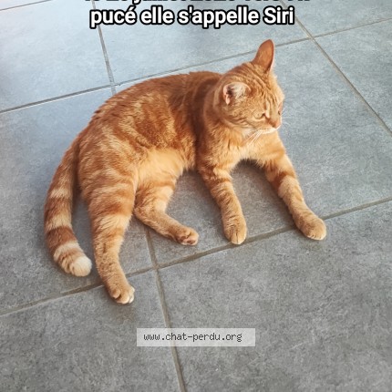 Photo 1/1 siri Chat perdu à Alencon