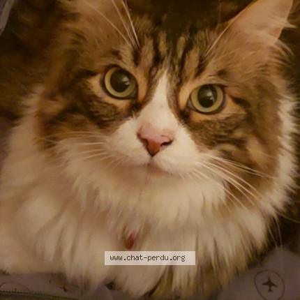 Photo de chat perdu à Chateauneuf Sur Sarthe