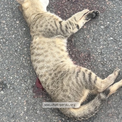 Photo de chat trouvé à Cognac