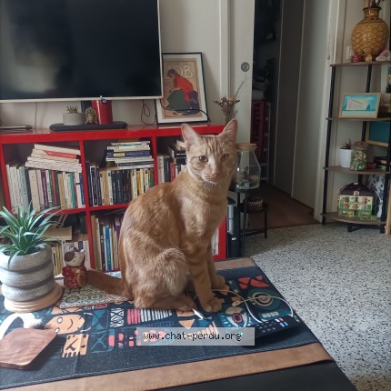 Photo 1/1 Chat trouvé Trouvé à Saint Ouen Sur Seine