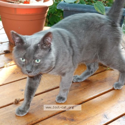 Photo 2/2 Chat trouvé Trouvé à Maple