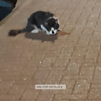 Photo 1/1 Chat trouvé Trouvé à Lille