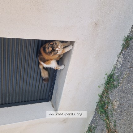 Photo 1/1 Chat trouvé Trouvé à Erome