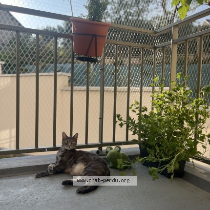 Photo 1/1 Chat retrouvé Perdu à Lyon