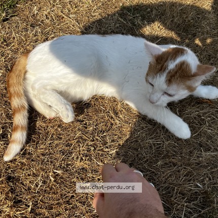 Photo 1/1 Édi Chat perdu à Vald Yerre