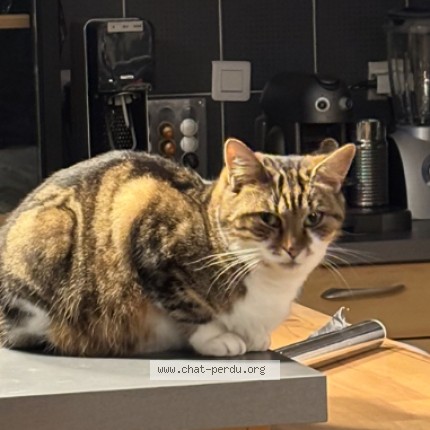 Photo 1/1 opale Chat perdu à Sucy En Brie