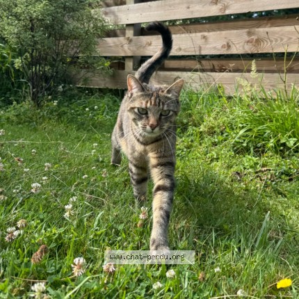 Photo 1/3 Yuzu Chat perdu à Brest