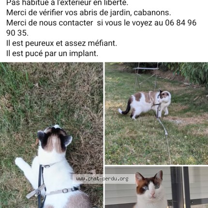 Photo 1/1 Simba Chat perdu à Plourin Les Morlaix