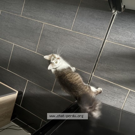 Photo de chat perdu à La Croix Mozat