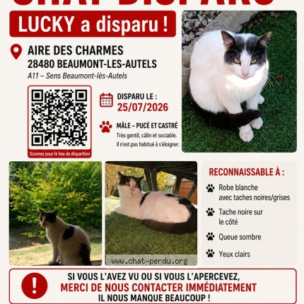 Photo 1/1 Lucky Chat perdu à Beaumont Les Autels