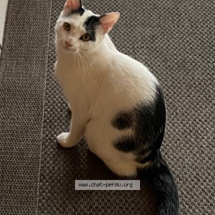 Photo 1/1 Chat retrouvé Perdu à Villefranche Sur Saone