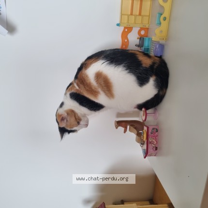 Photo de chat perdu à Bourgbarre