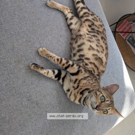 Photo de chat perdu à Lomme