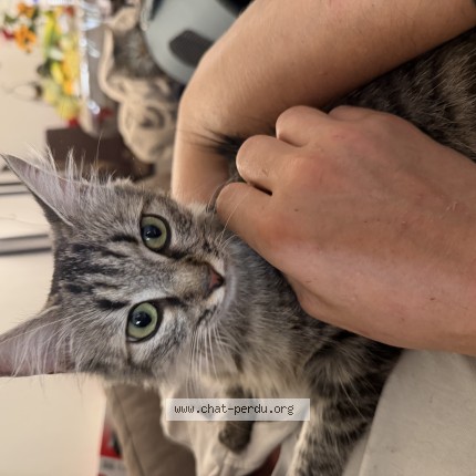 Photo 1/1 Chat trouvé Trouvé à Tourcoing