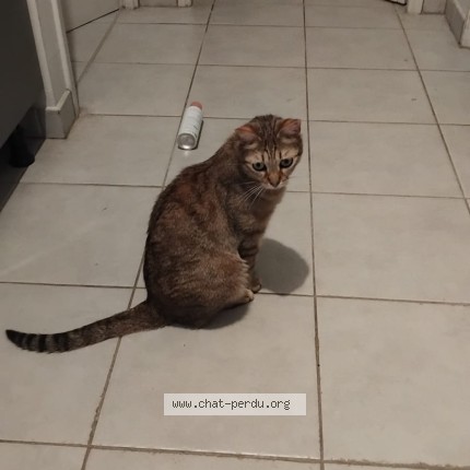 Photo 1/1 Chat retrouvé Perdu à Oullins