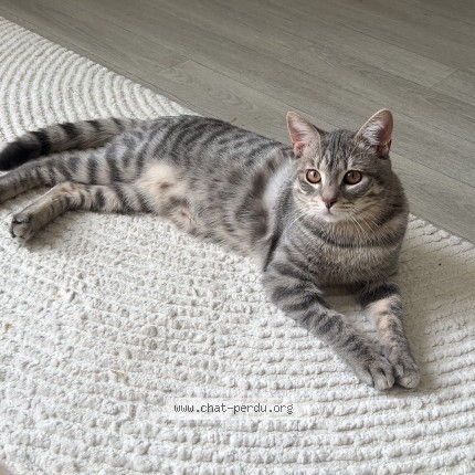 Photo de chat perdu à Osny