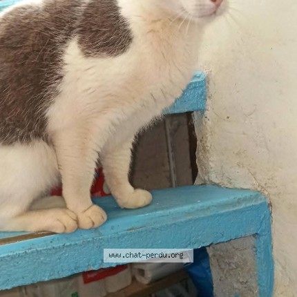 Photo de chat perdu à Jouy Sur Morin