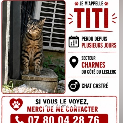 Photo 1/1 Titi Chat perdu à Charmes