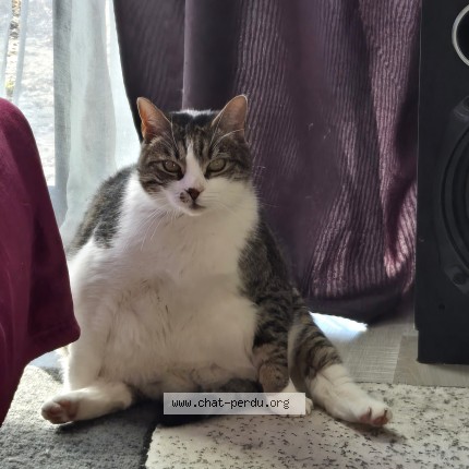 Photo 1/1 Miniche Chat perdu à Veynes