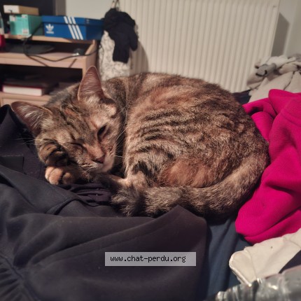 Photo 1/1 Chat retrouvé Perdu à Ixelles