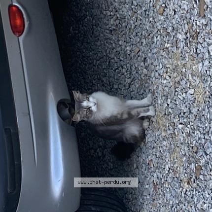 Photo de chat trouvé à Aubord