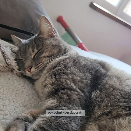 Photo de chat perdu à Authon Ebeon