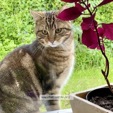 Photo 1/1 Minou Chat perdu à Paimpol