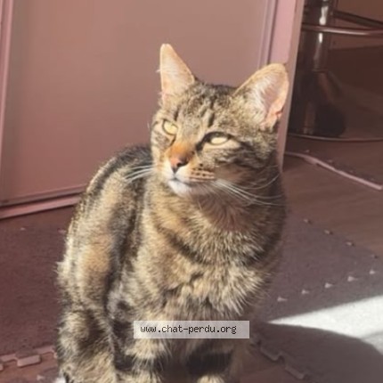 Photo 1/1 Cara Chat perdu à Grezieu La Varenne