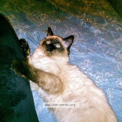 Photo 1/1 Chat retrouvé Perdu à Les Ulis