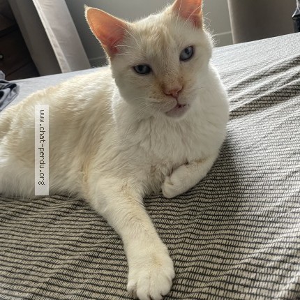 Photo 1/1 Chat retrouvé Perdu à Breuillet