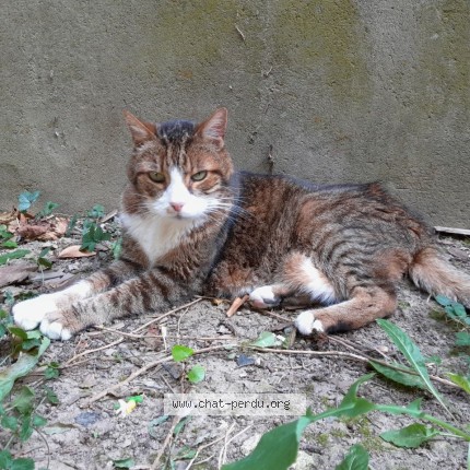 Photo 1/1 Chat trouvé Trouvé à Fougeres
