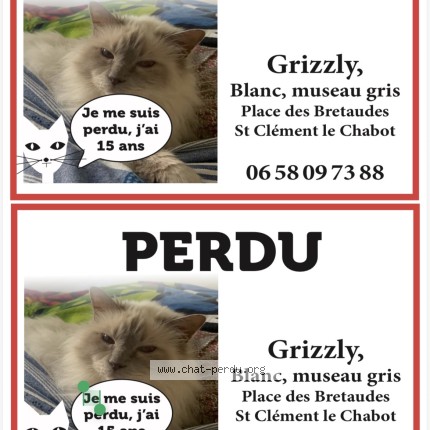 Photo de chat perdu à St Clement Des Baleines