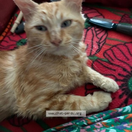 Photo 1/1 GARFIELD Chat perdu à Blauzac