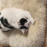 Nala