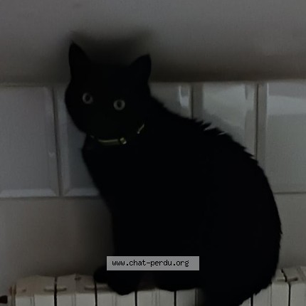 Photo 1/1 Chat retrouvé Perdu à Le Mans